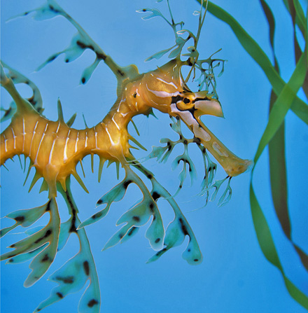 weedy sea dragon