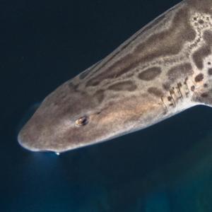 Leopard shark head