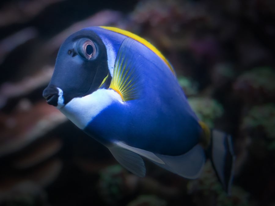 https://www.aquariumofpacific.org/images/olc/Powder_blue_tang_Acanthurus_leucosternon_900.jpg