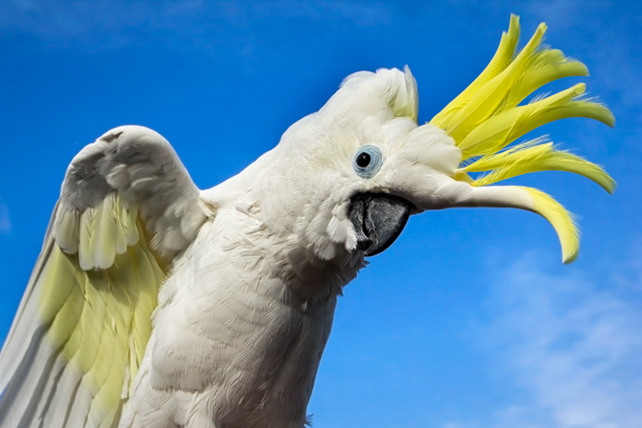 sulfur crested cockatoo plays peekaboo