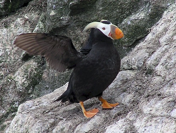 Tufted Puffin, Online Learning Center