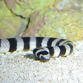 banded sea krait