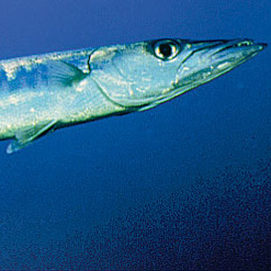 California barracuda