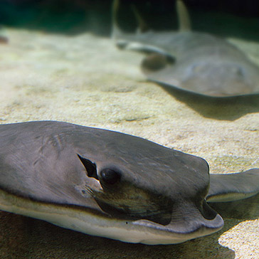 close-up of bat ray face