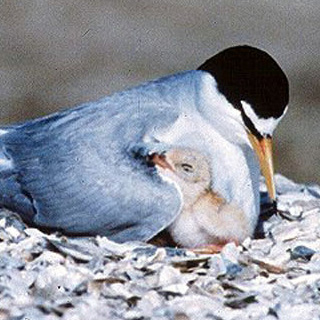 California least tern