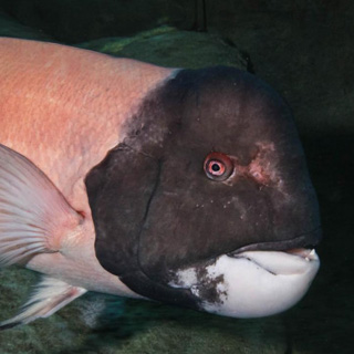 California sheephead