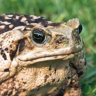 cane toad