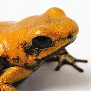 Golden poison dart frog crop