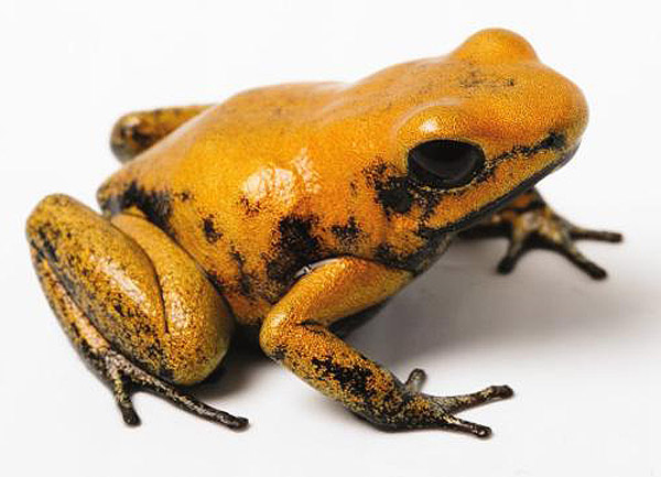 Phyllobates terribilis 'Yellow' - Golden Poison Dart Frog (Captive
