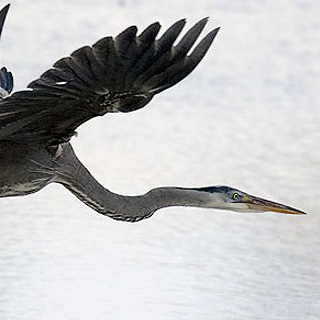 great blue heron in flight