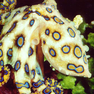 greater blue ringed octopus