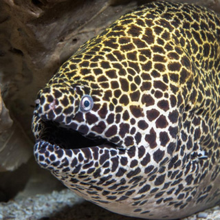 honeycomb moray eel