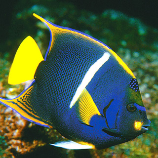 king angelfish