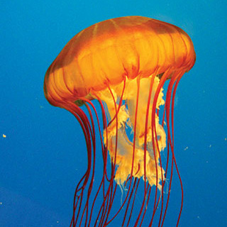 pacific-sea-nettle-th.jpg