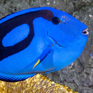 palette-surgeonfish-th.jpg