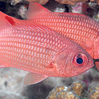 panamic soldierfish