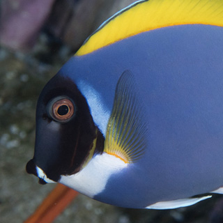 powder blue tang