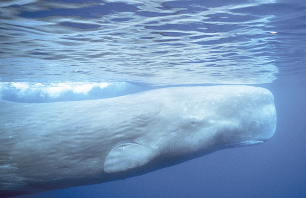 sperm whale jaw
