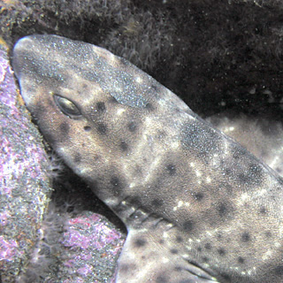 swell-shark-th.jpg