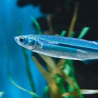 topsmelt