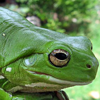 white's tree frog