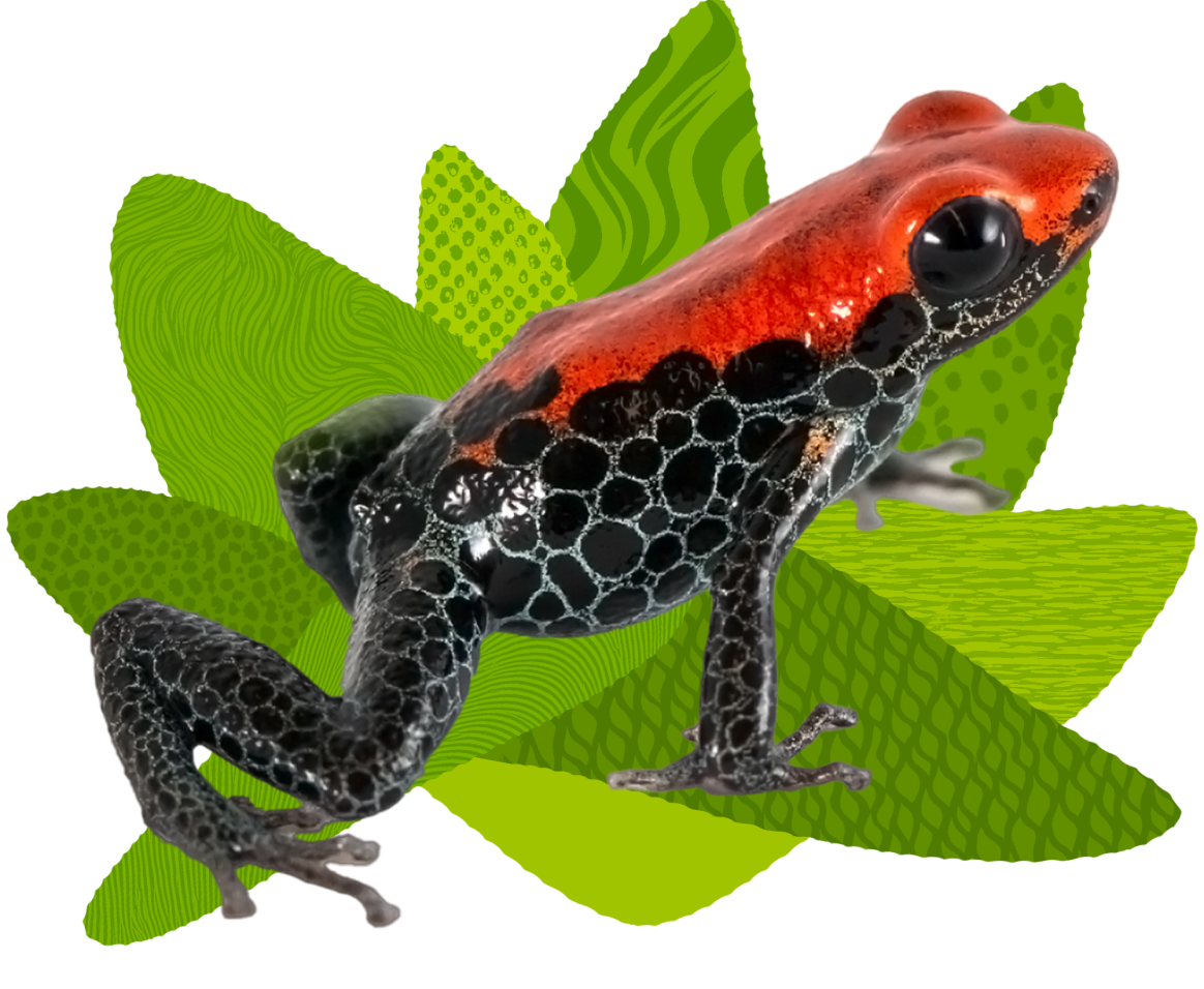 Red-backed poison dart frog on an illustration of leaves