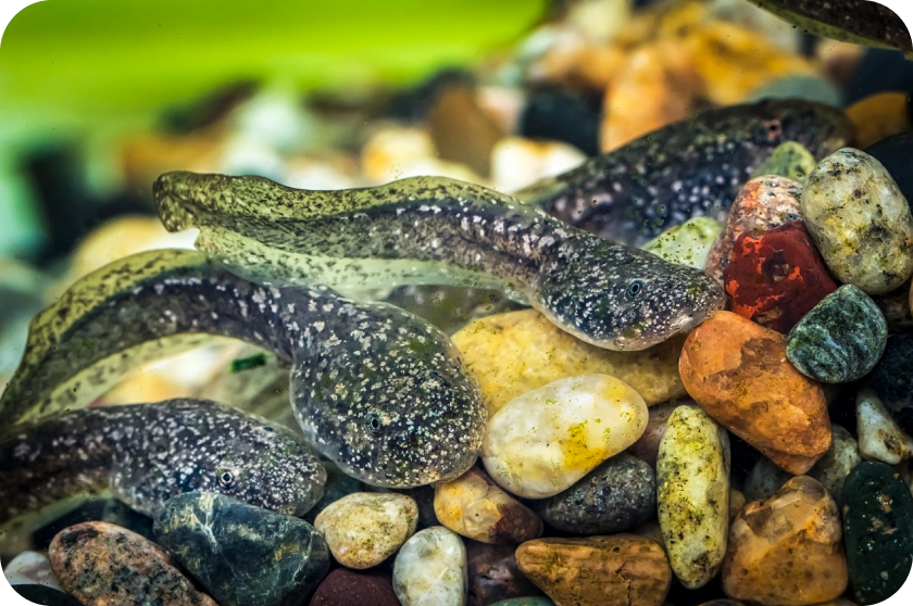 A group of mountain yellow-legged frog tadpoles