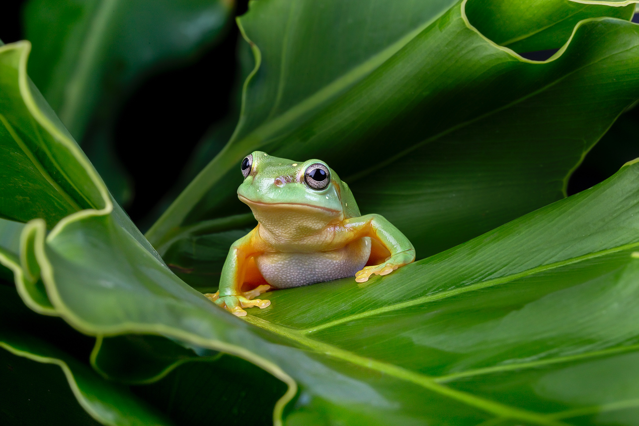Frog sitting on a leaf
