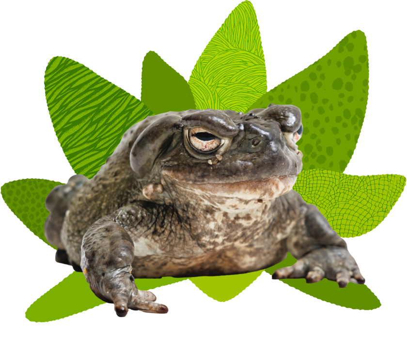Sonoran desert toad on an illustration of leaves