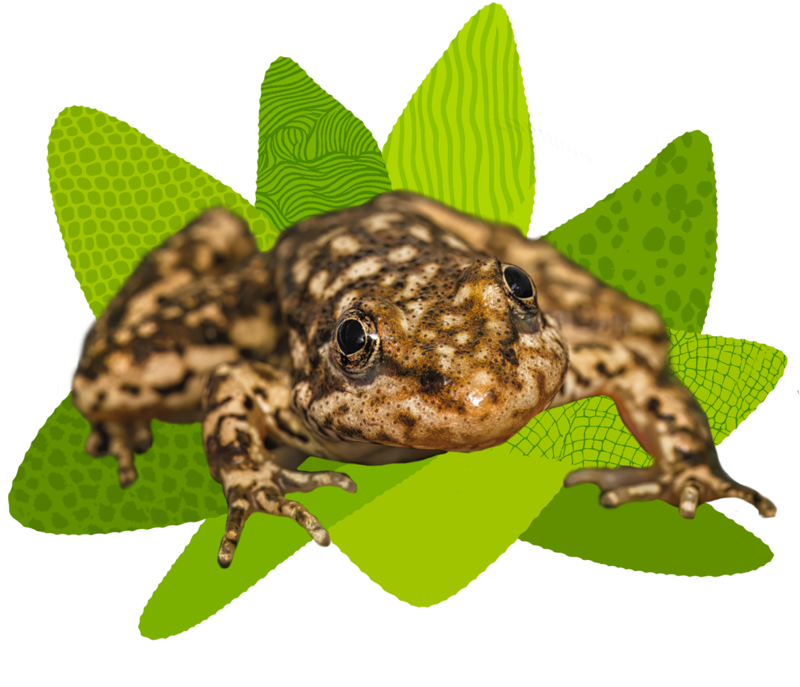 Mountain yellow-legged frog on an illustration of leaves