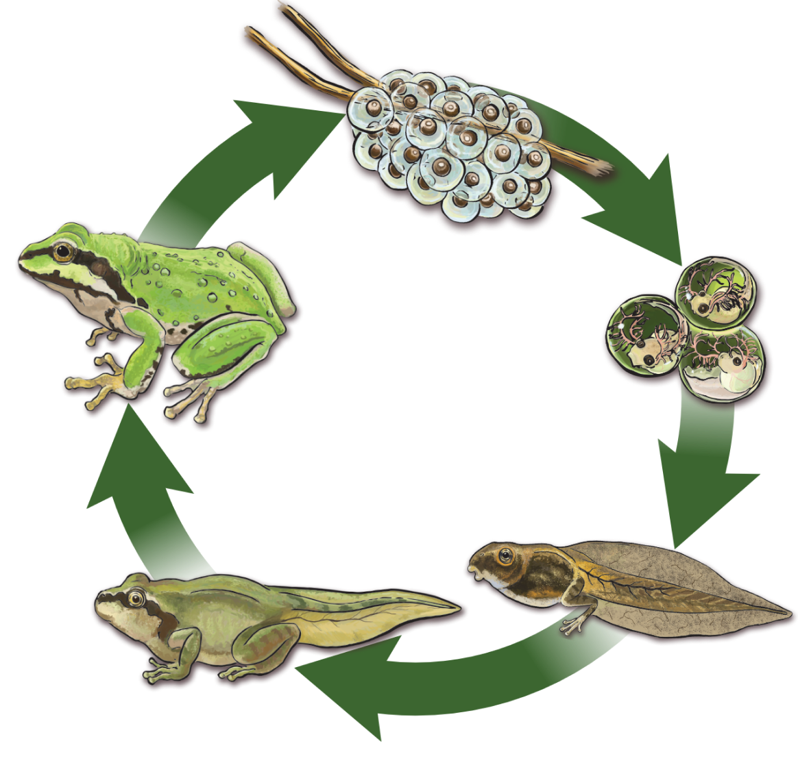 The lifecycle of a frog