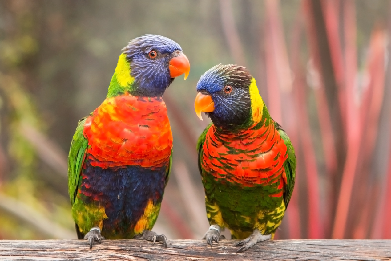 Two lorikeets on branch