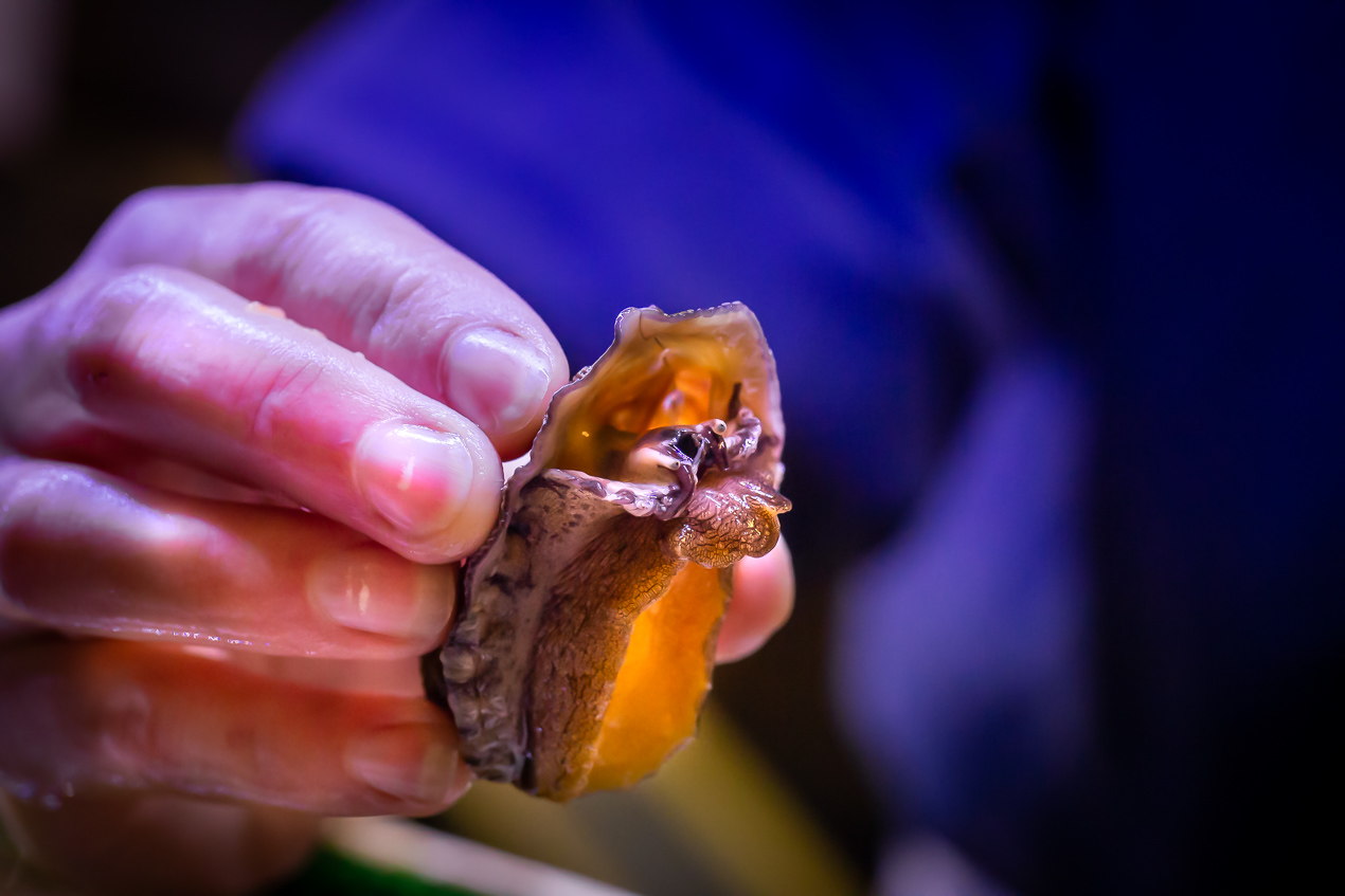 small abalone being held in hand viewed up close