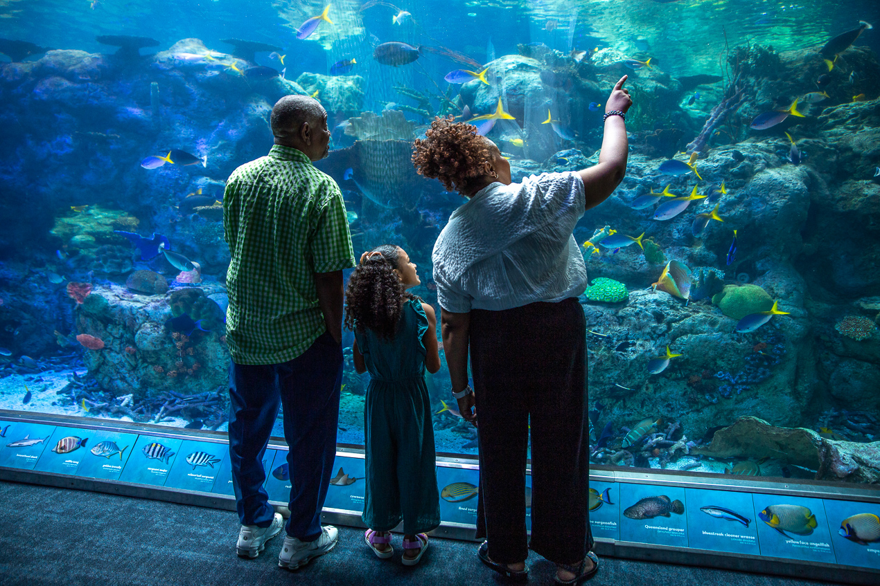 Family looking at exhibit and pointing at fish