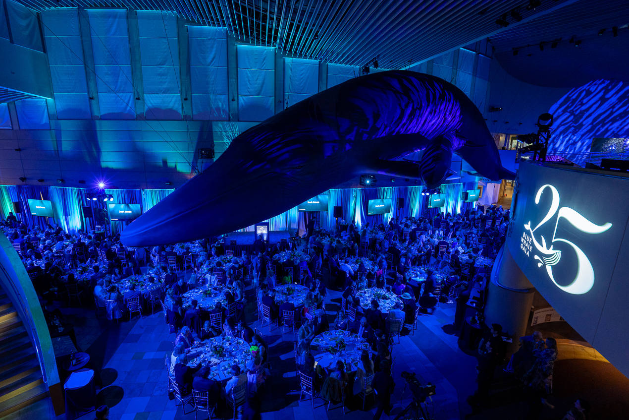 Blue tinted hall with diners eating below sculpture of blue whale