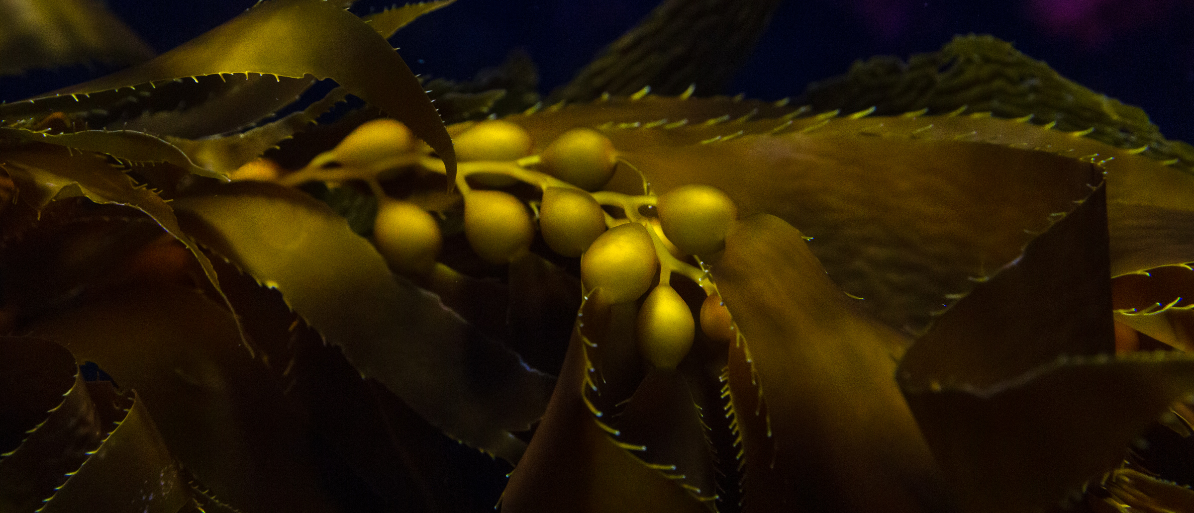 kelp with yellow gold leaves and bulbs