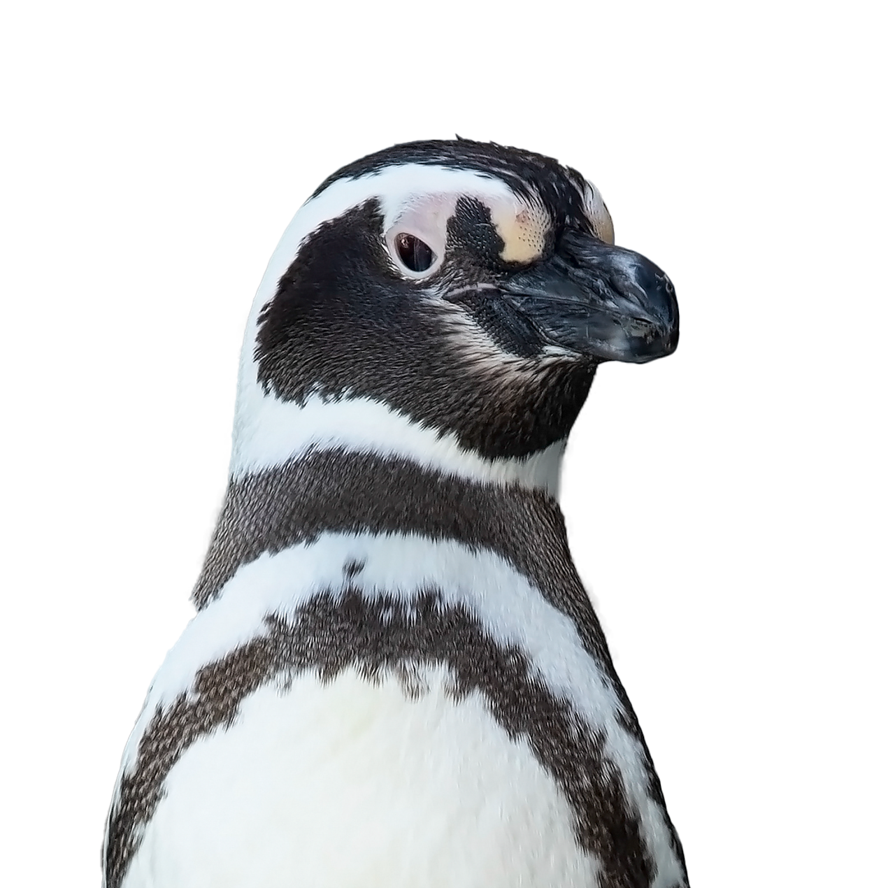 Penguin headshot