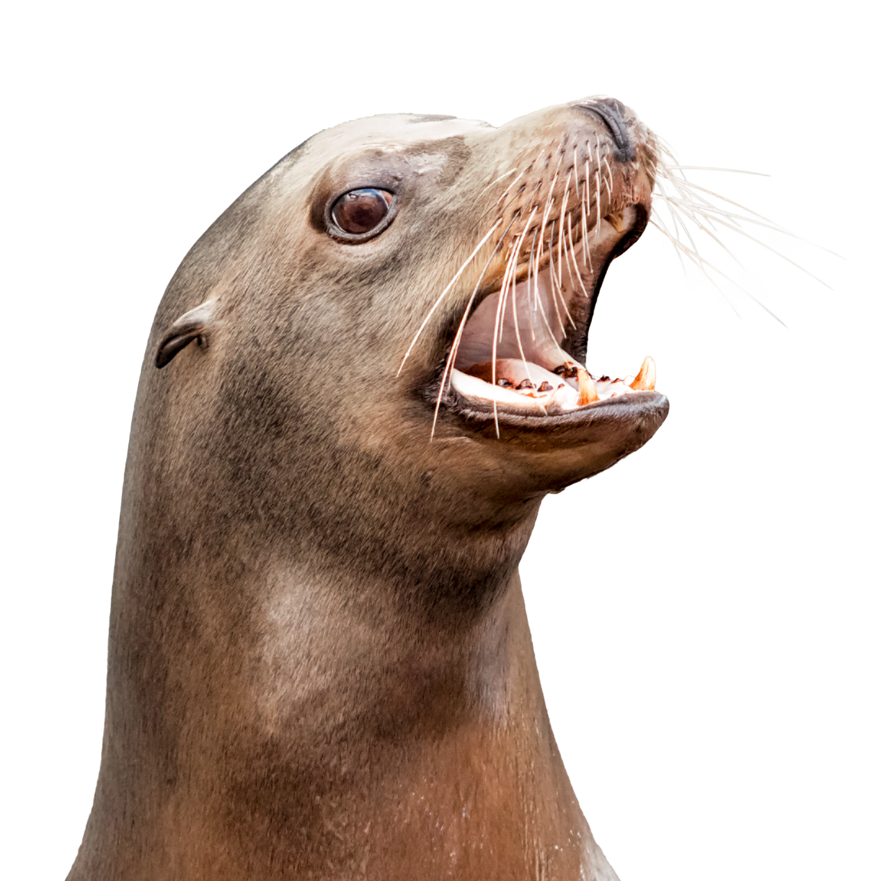 Sea lion headshot