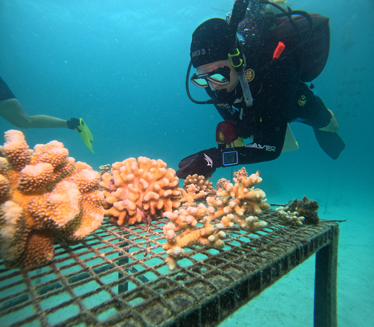 Diver inspecting corals on a table underwater