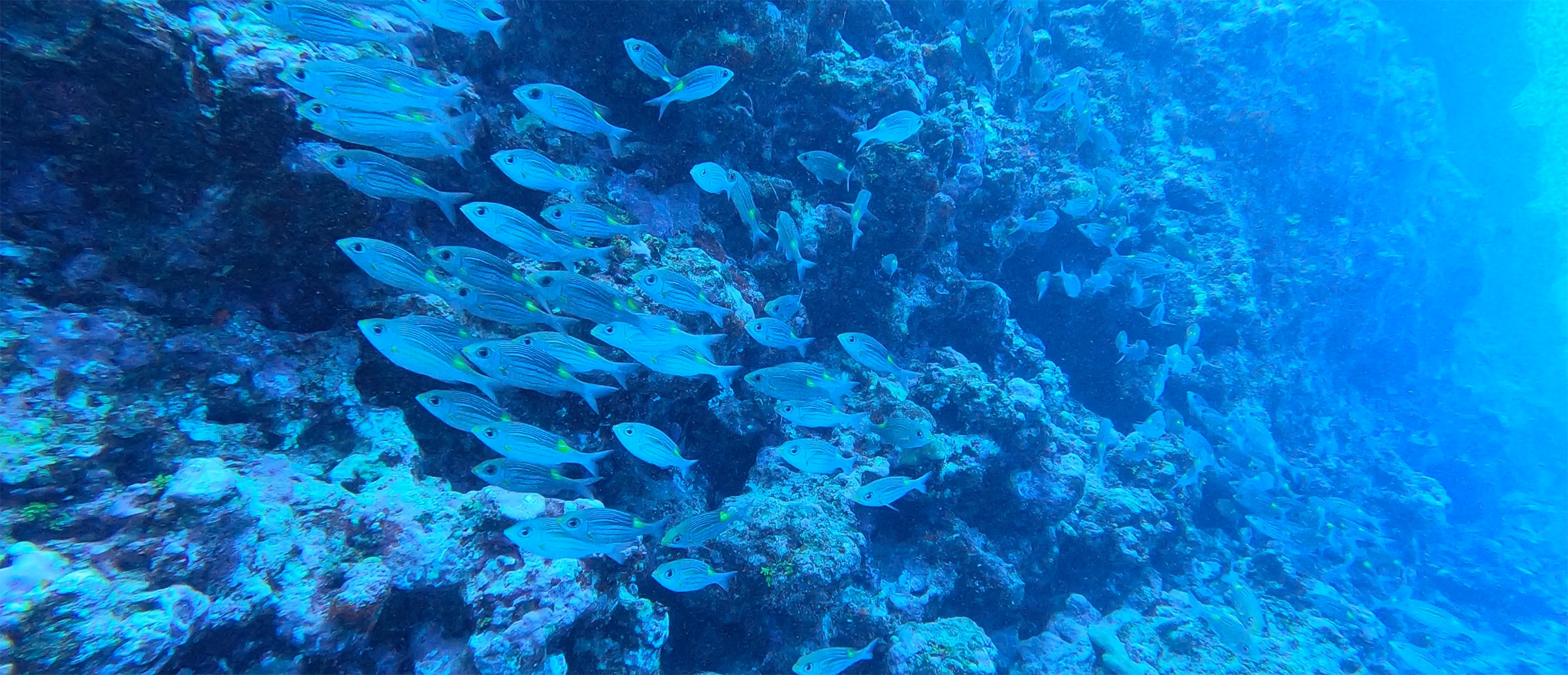 Fish swimming near blue tinted seawall