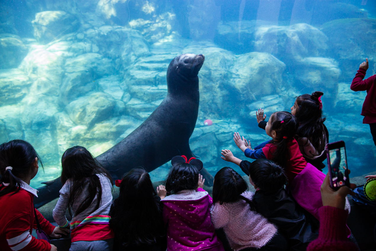 Kids gathered around a sea lion