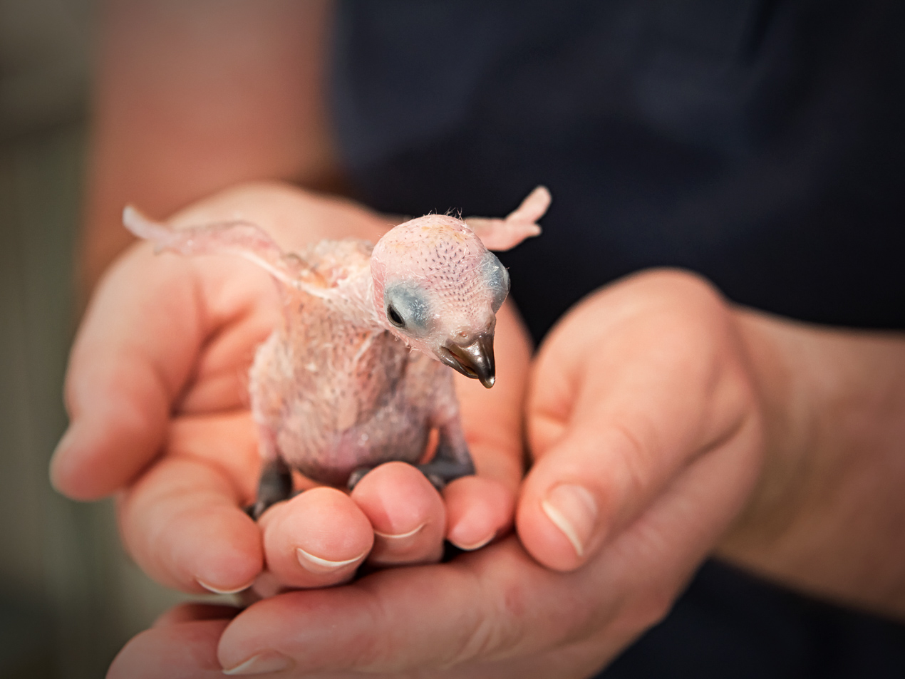 Lorikeet chick in hands spreading wings