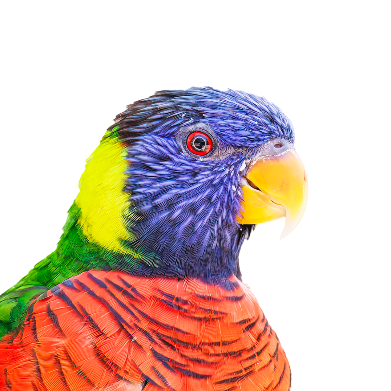 Lorikeet headshot