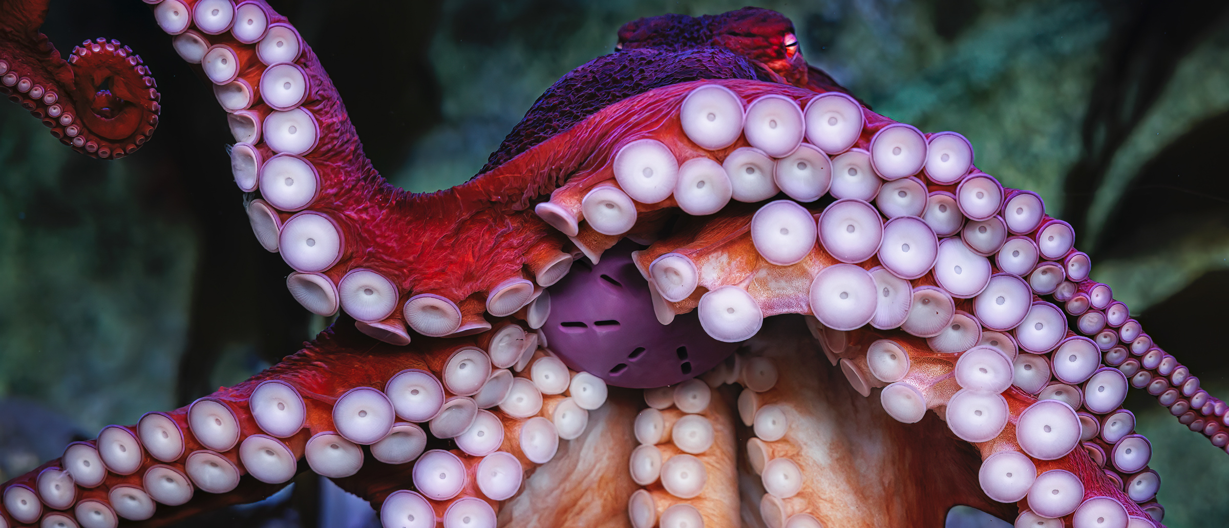 octopus holding toy in its beak