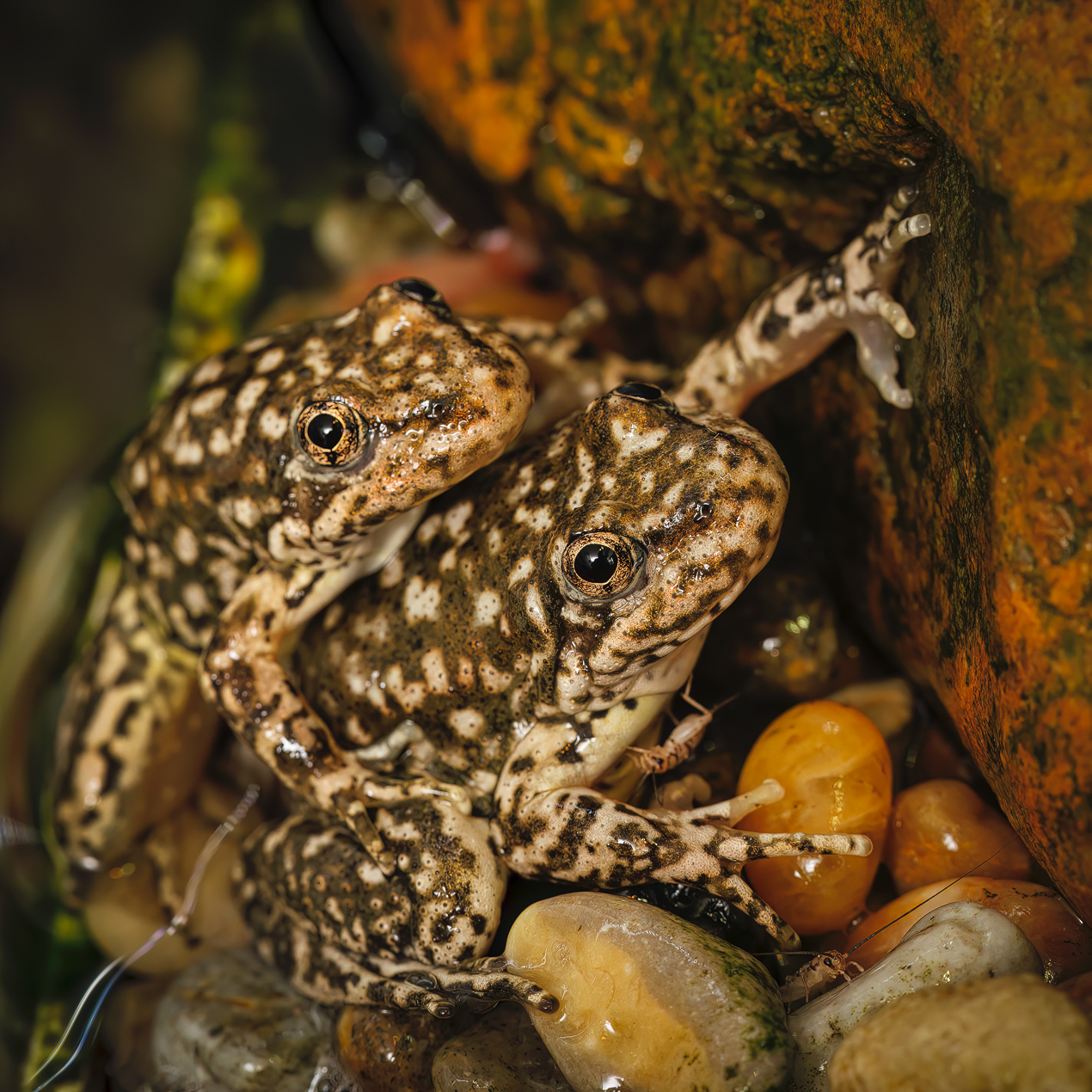 Two mountain yellow legged frogs on rock