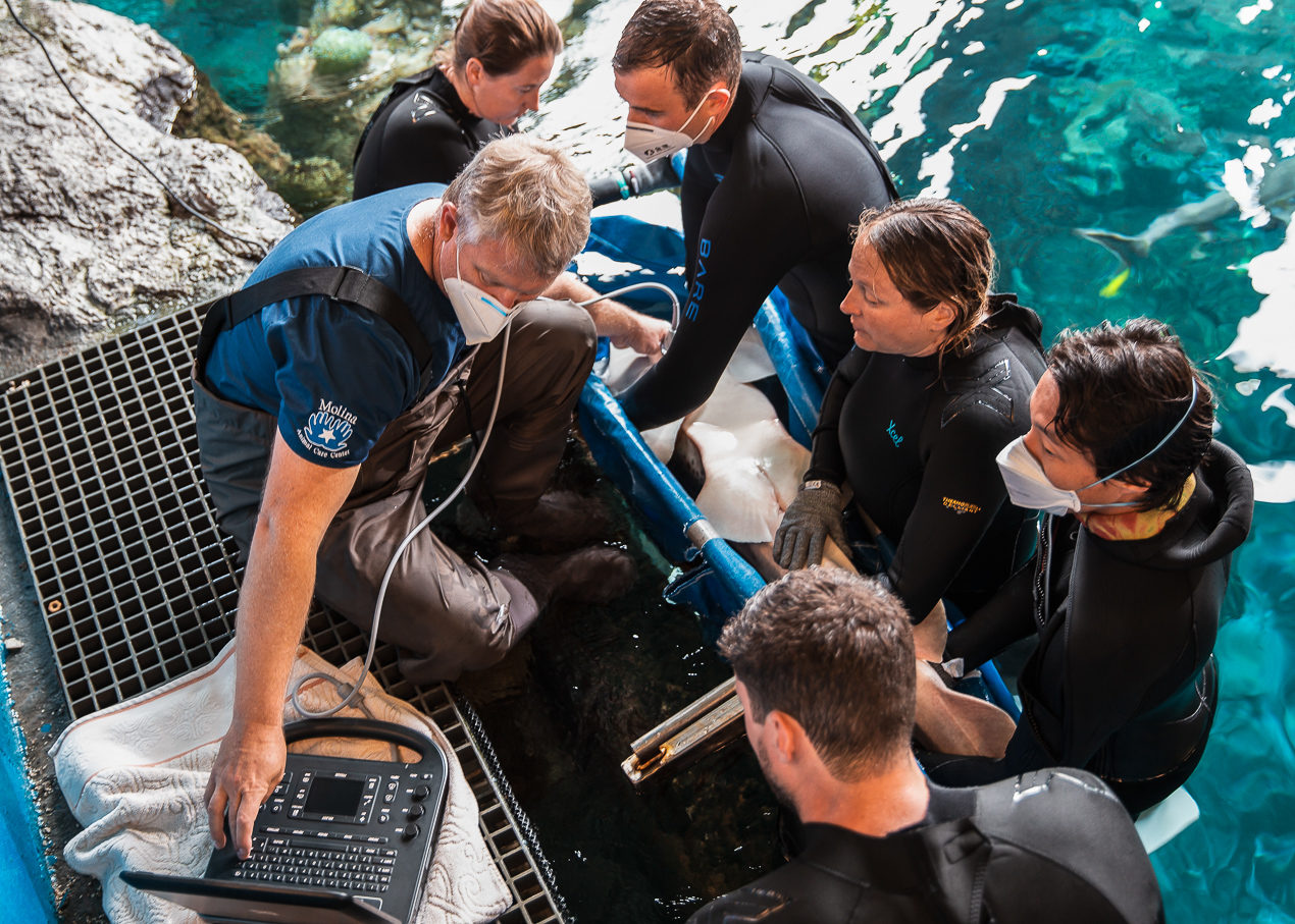 Multiple people and vet performing an exam on shark