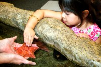 Preschooler touches a bat star